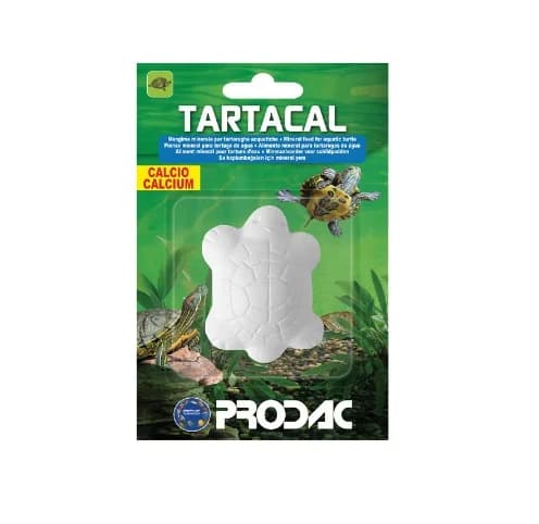 CONCHA ACOND AGUA PARA TORTUGA